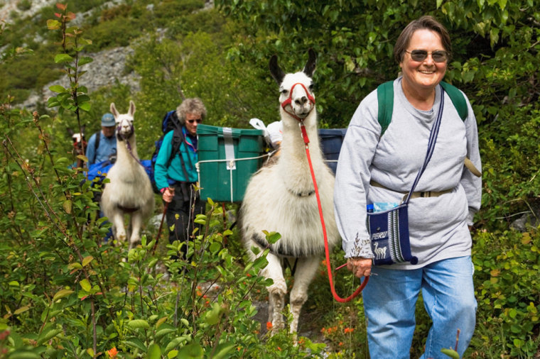 Llamas carry equipment during a Volunteer Vacation trip to Hart Lake in the North Cascades in Washington.