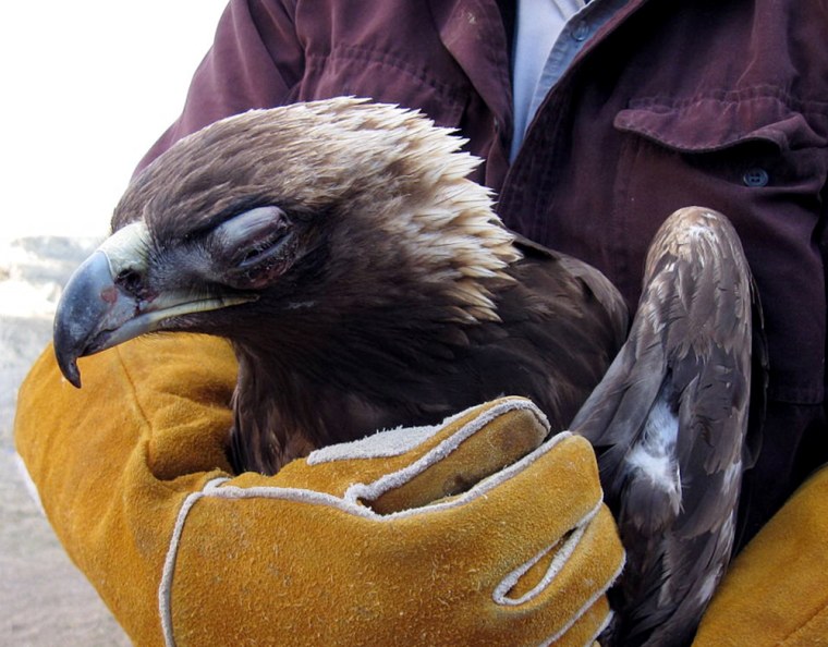 Image: Injured golden eagle