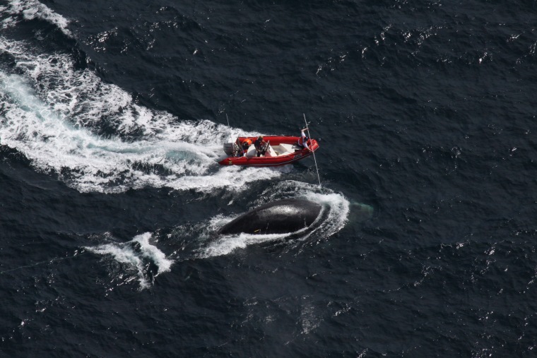 Crews approach an entangled right whale during one of the attempts to free it from hundreds of feet of rope.