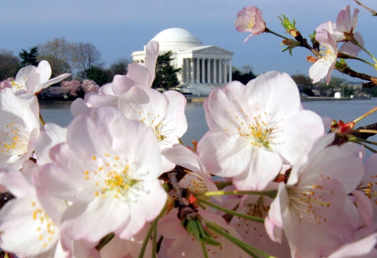 Image: Cherry Blossoms frame the Jefferson Memorial