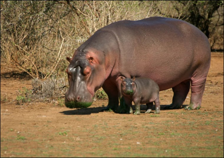 Image: Hippos in the sun