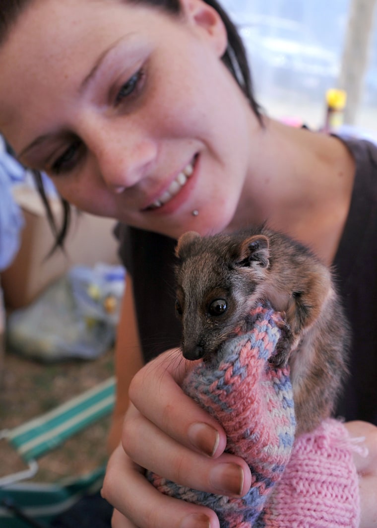 Image: Wildlife Victoria volunteer Gayley Baird holds a baby ringtail possum