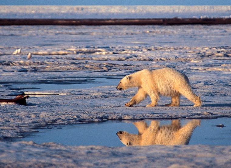 Image: Polar Bear