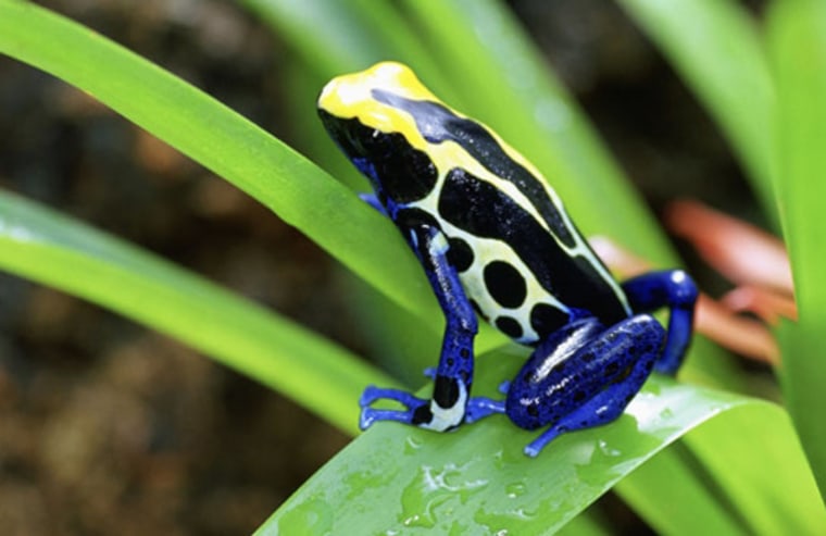 Image: Costa Rican cobalt poison dart frog
