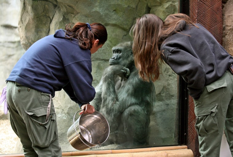 Senior Zookeepers Rachel Teran, left, and Brandi Baitchman examine a gorilla named Gigi, sitting behind glass, during an enrichment exercise at Boston's Franklin Park Zoo.