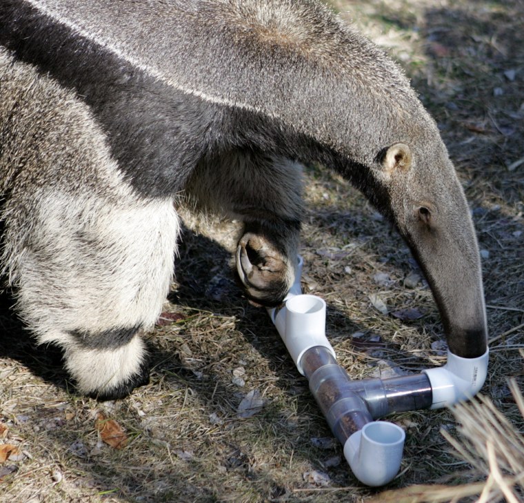 An anteater uses its tongue to retrieve food bits in an object designed to simulate foraging in the wild during an enrichment session at the Roger Williams Park Zoo in Providence, R.I., Monday, Feb. 23, 2009. (AP Photo/Mary Schwalm)