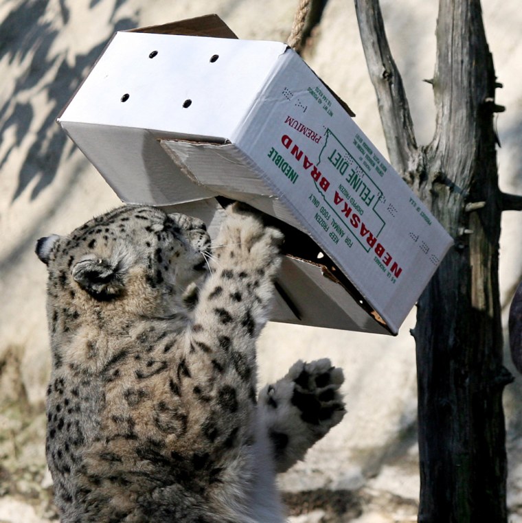 A snow leopard paws at a box containing a meatball during an enrichment session at the Roger Williams Park Zoo in Providence, R.I., Monday, Feb. 23, 2009. (AP Photo/Mary Schwalm)