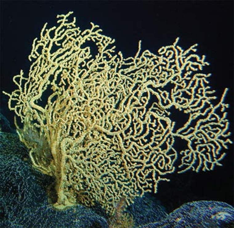 Image: Coral