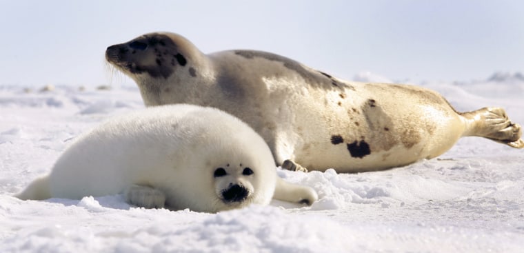 Image: Harp seal pup lies in front of its mother