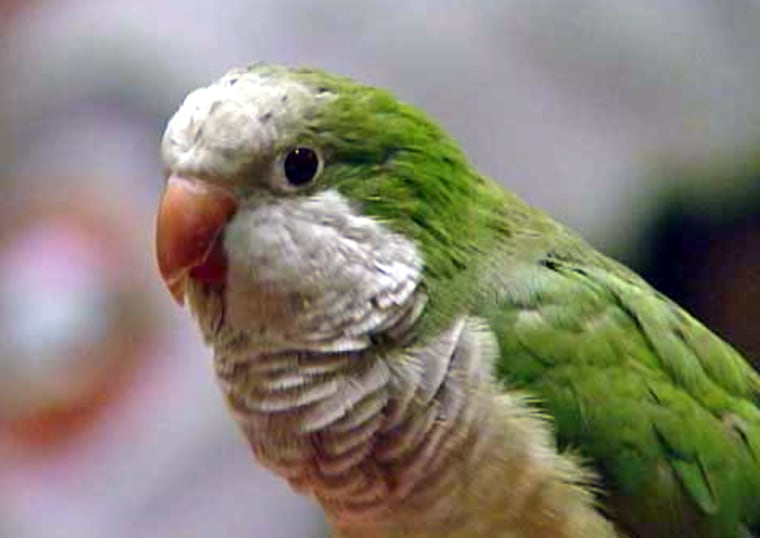 Image: parrot Willie