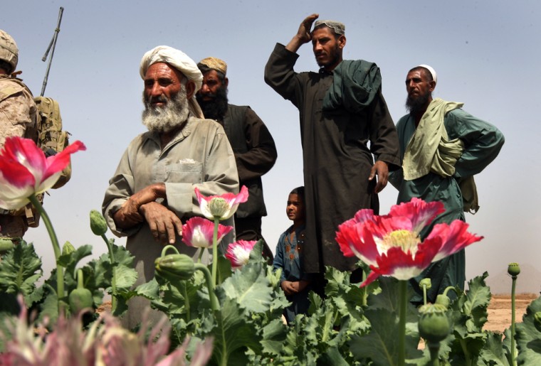 mage: U.S. Marines Patrol Near Opium Fields Of Southwest Afghanistan