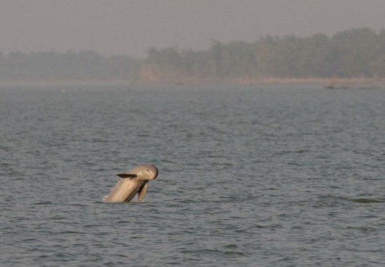This Irrawaddy dolphin was among the thousands spotted by researchers off Bangladesh.