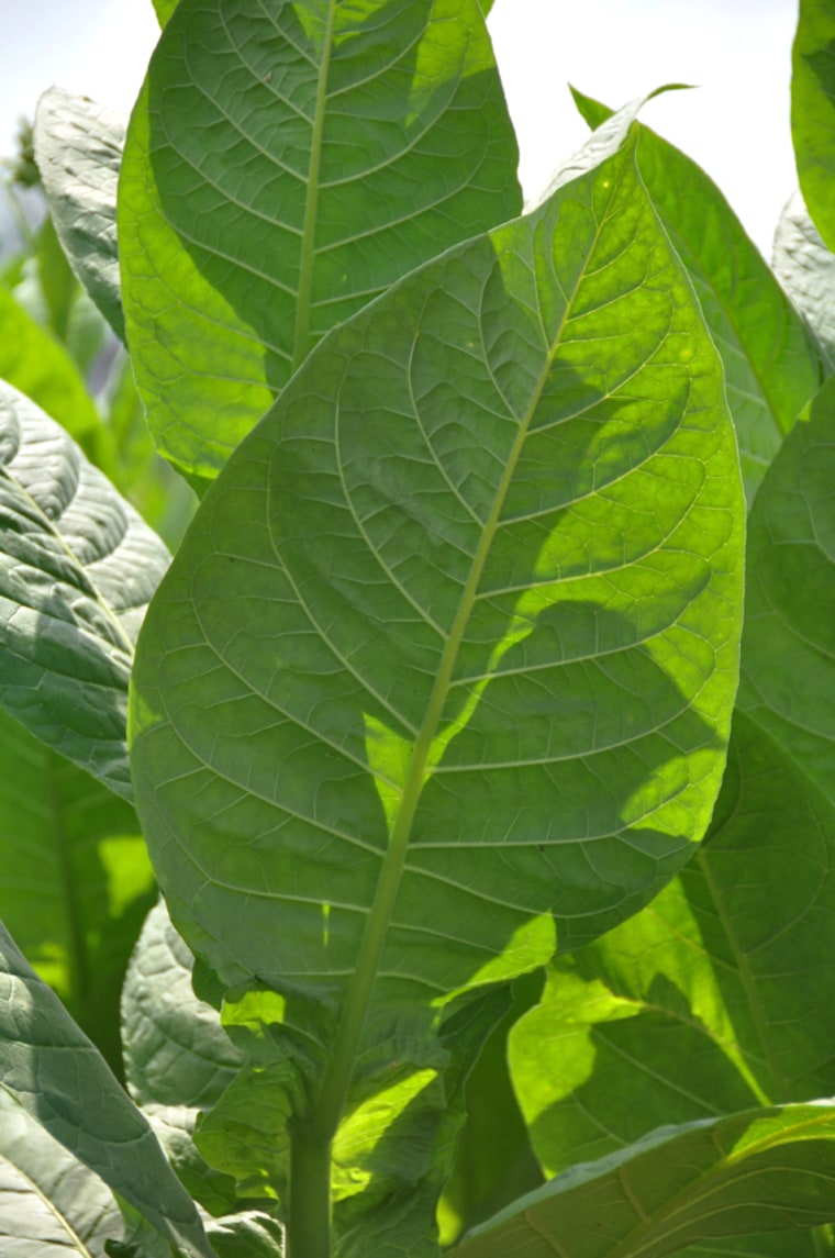 Image: tobacco plant