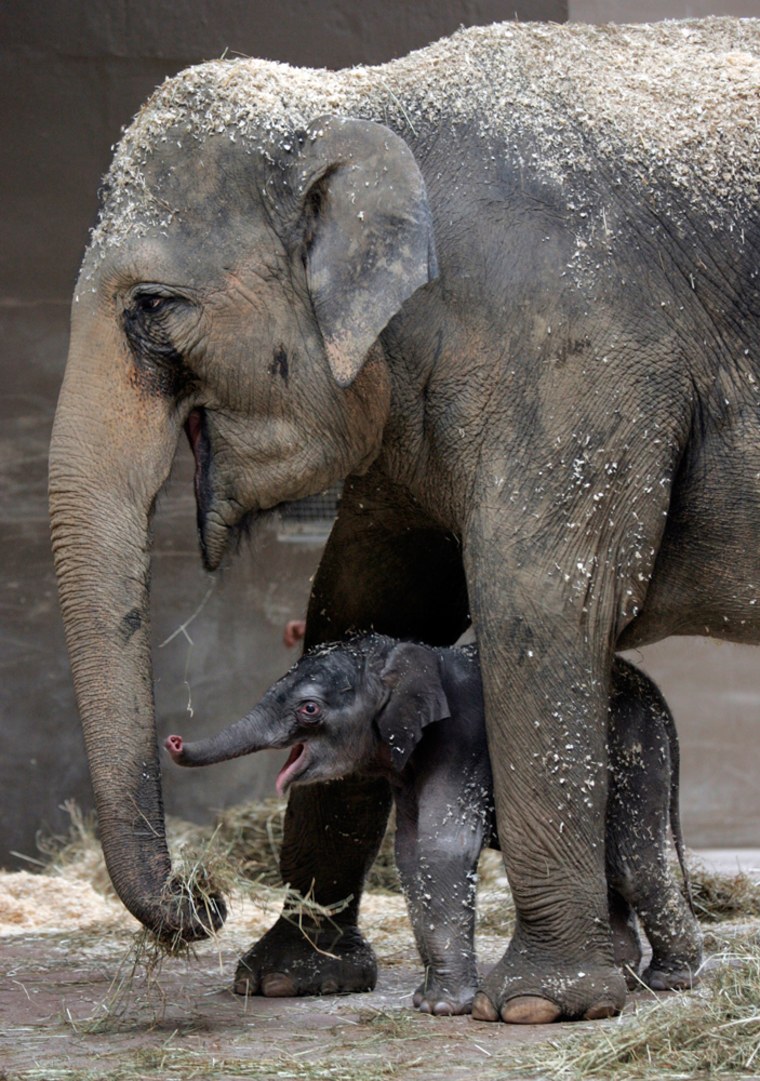 Image: Ohio zoo's baby elephant