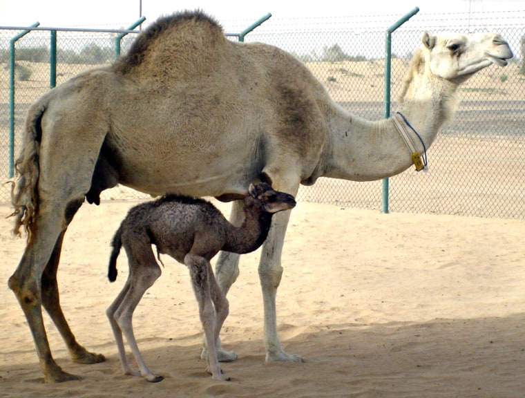 Image: clone camel