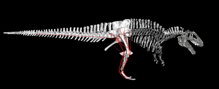 Karl Bates, Bill Sellers, and Phil Manning (all the University of Manchester) combined a laser scan of Acrocanthosaurus with known and inferred muscle positions to provide input parameters for a computer program which made the dinosaur walk in the most efficient manner using a genetic algorithm. Credit: Bates, Sellers, and Manning, U of M