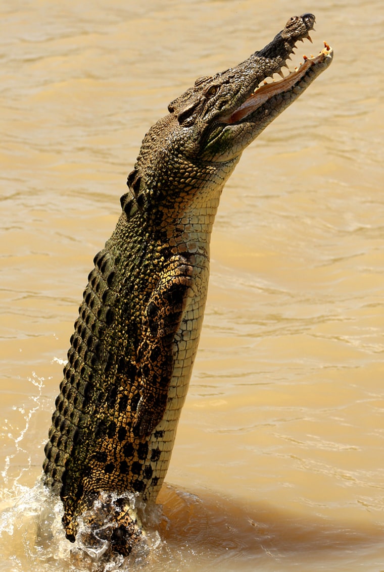 Image: Estuarine crocodile