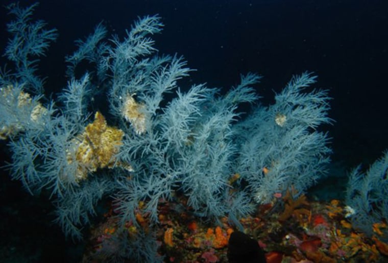 The narrow stretch of water known as the Strait of Messina, where the mythical sea monsters Scylla and Charybdis swallowed sailors and ships, hides the world's largest forest of black coral, shown here, according to a new survey of the Mediterranean sea bed.