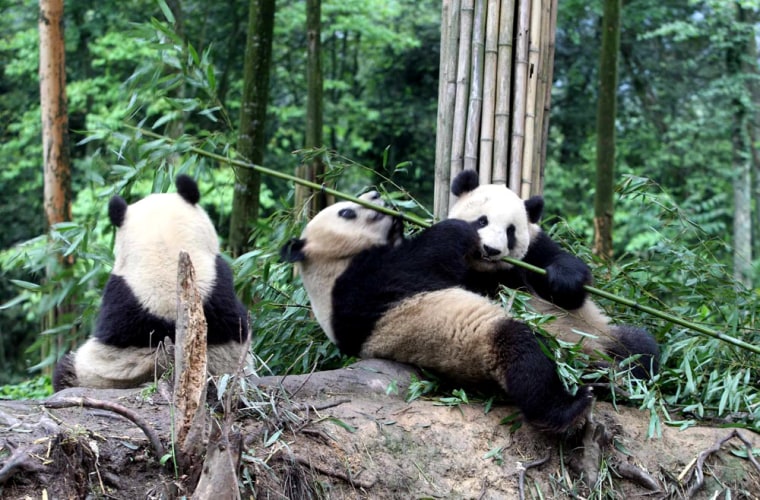 Image: Pandas meet the public before going to Beijing