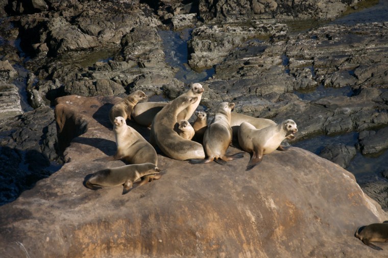 ** ADVANCE FOR SUNDAY APRIL 5 ** Sea Lions sun themselves on San Miguel Island, Calif., on Tuesday, Jan. 6, 2009. For centuries, the Pacific Ocean has lapped at sheer cliff sides cradling fragile archaeological sites on a chain of eight islands off the Southern California coast.  (AP Photo/Damian Dovarganes)