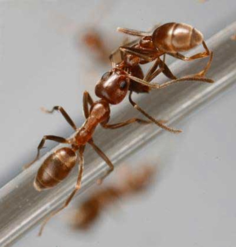 Image: Ant