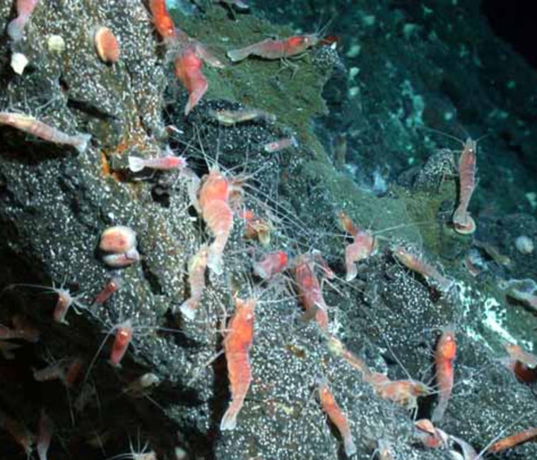 Image:  shrimp were discovered at the underwater volcano