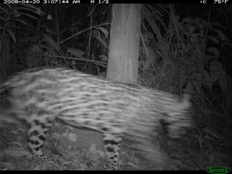 Jaguar makes surprise visit to Panama island