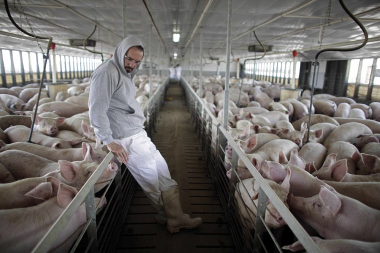 Victor Calderon, General Director of Granjas Carroll de Mexico, stands next to pigs at one of the company's farms on the outskirts of Xicaltepec in Mexico's Veracruz state on April 27. Mexico's Agriculture Department has said that its inspectors found no sign of swine flu among pigs around the farm in Veracruz, and that no infected pigs have been found yet anywhere in Mexico.