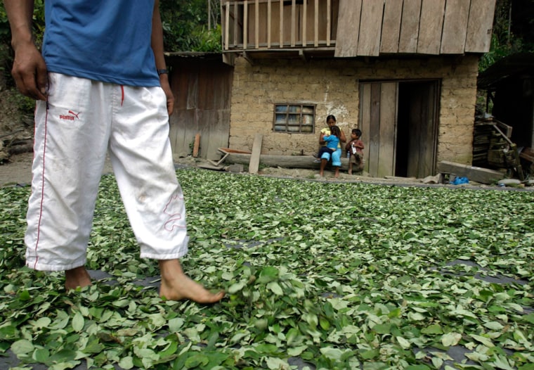 A coca farmer walks on drying coca leaves as his family looks on in Omaya in Peru's Apurimac valley. 