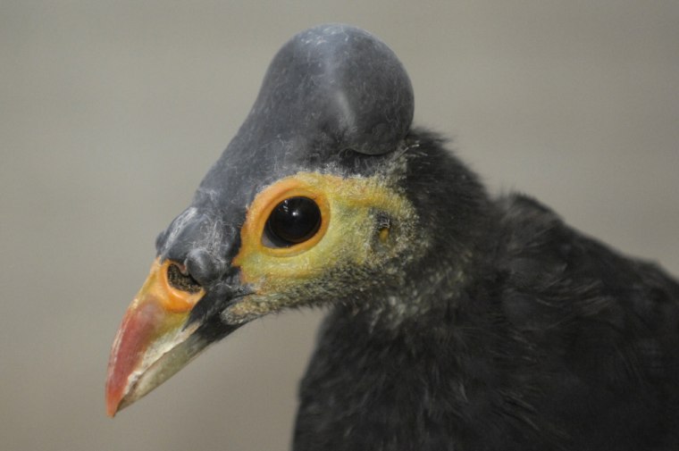 A maleo bird