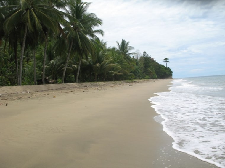 This stretch of Indonesian beach was bought to protect maleo birds.