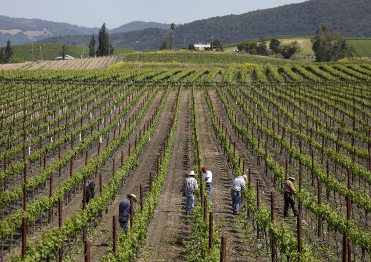 Image: Workers prune vineyeards in the Carneros appellation