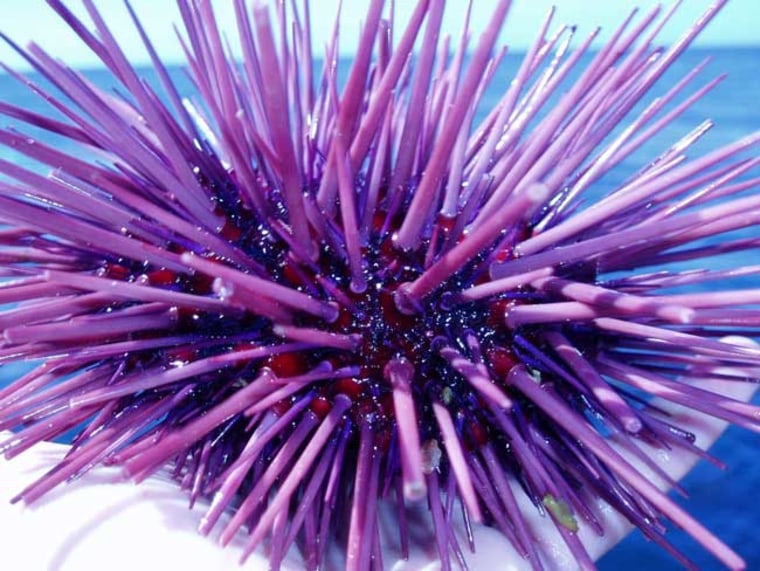 Sea urchins use their five tough teeth to hollow out holes for themselves in limestone rock. 