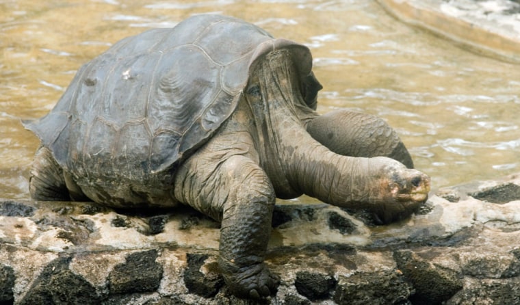 Image: The sole surviving giant Galapagos tortoise known as Lonesome George walks away from a pool on Santa Cruz island.