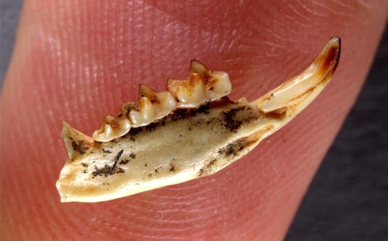 Image: One of the mandibles (part of the jaw) of the extinct shrew, Dolinasorex glyphodon, found in Spain.