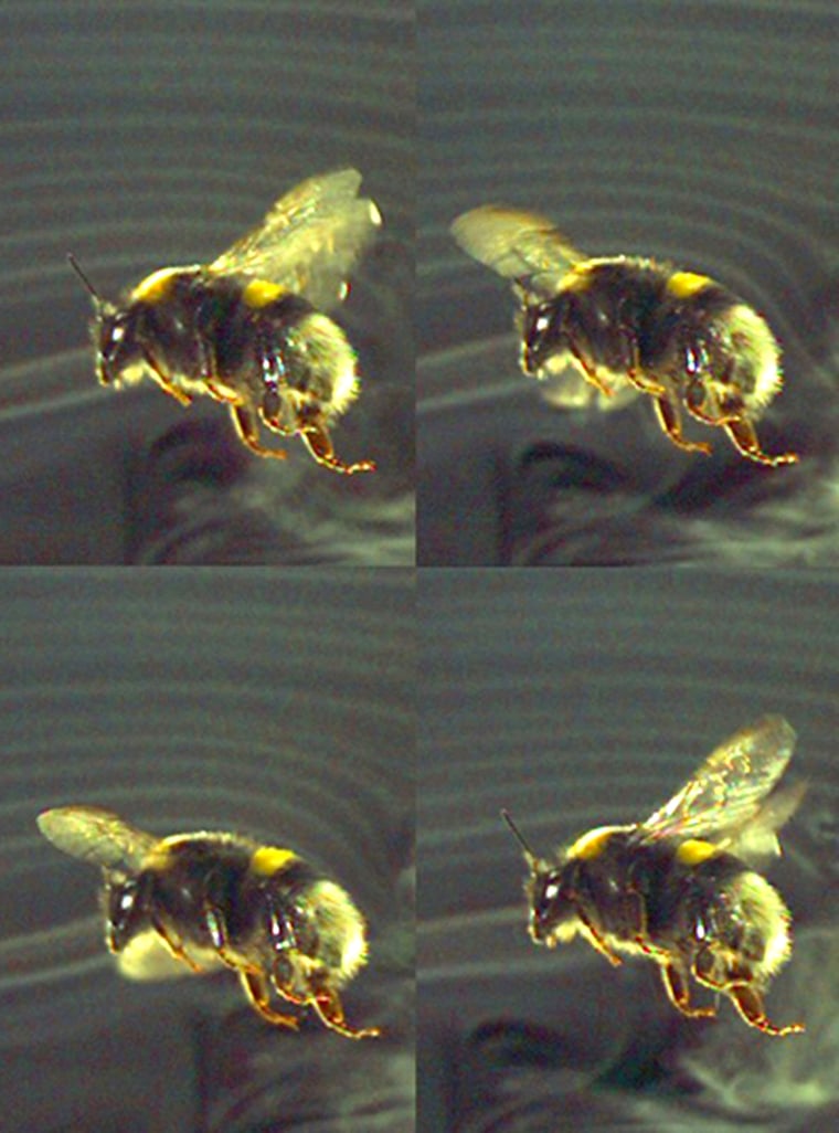 Image: Bumblebee in flight