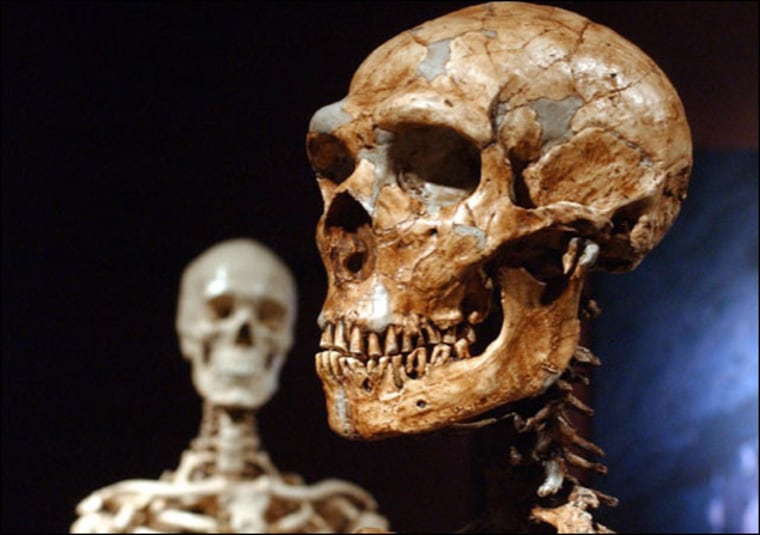 Image: reconstructed Neanderthal skeleton
