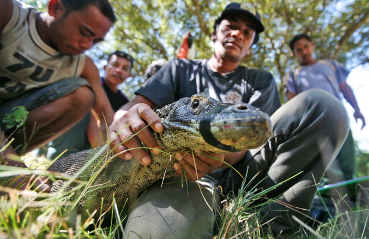 In this photo taken on April 29 2009, scientists catch a juvenile komodo dragon to put an identification chip under its skin on Rinca island, Indonesia. Attacks on humans by Komodo dragons _ said to number at around 2,500 in the wild _ are rare, but seem to have increased in recent years. Komodo dragons have a fearsome reputation worldwide because their shark-like teeth and poisonous saliva can kill a person within days of a bite. (AP Photo/Dita Alangkara)