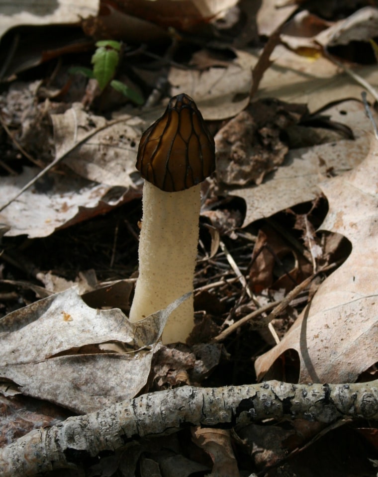 Image: mushroom