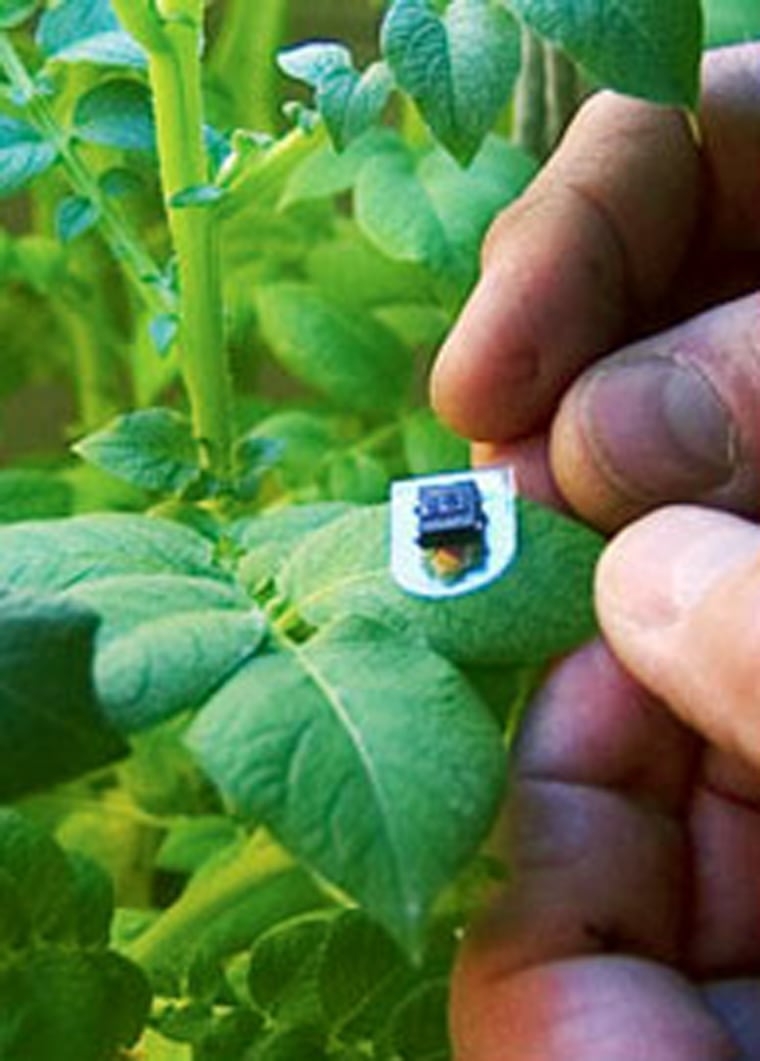 Image: Plant sensor