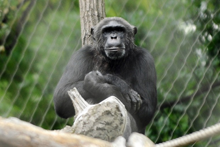 Image:  Pedro in his enclosure in Berlin, Germany