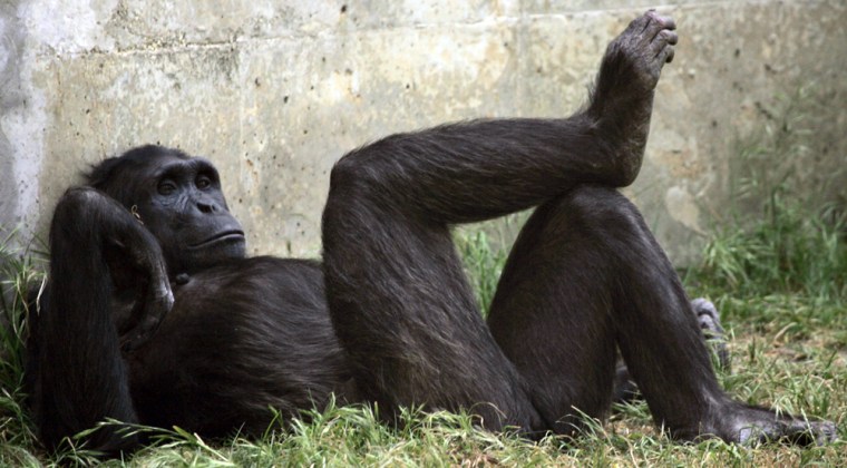 eastern chimpanzee mortality rate