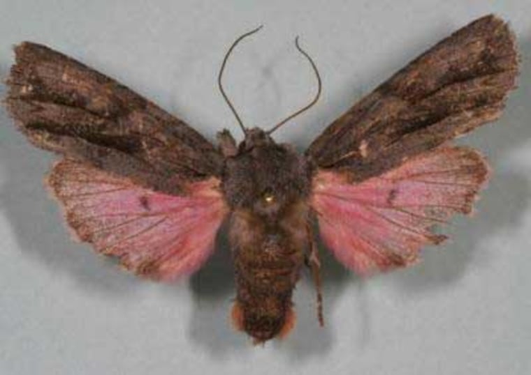 The new pink moth, Lithophane leeae, was found in the Chiracahua mountains east of Tucson, Arizona.