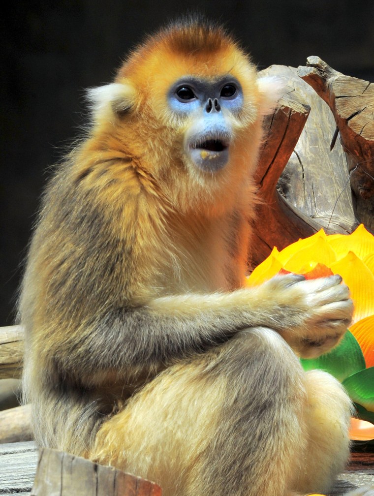 Image: A golden snub-nosed monkey eats a peach