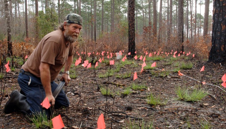 Flags represent places where earthworms have emerged following an earth grunting session performed by veteran worm grunter Gary Revell in Tate's Hell, Fla., on May 8, 2008..