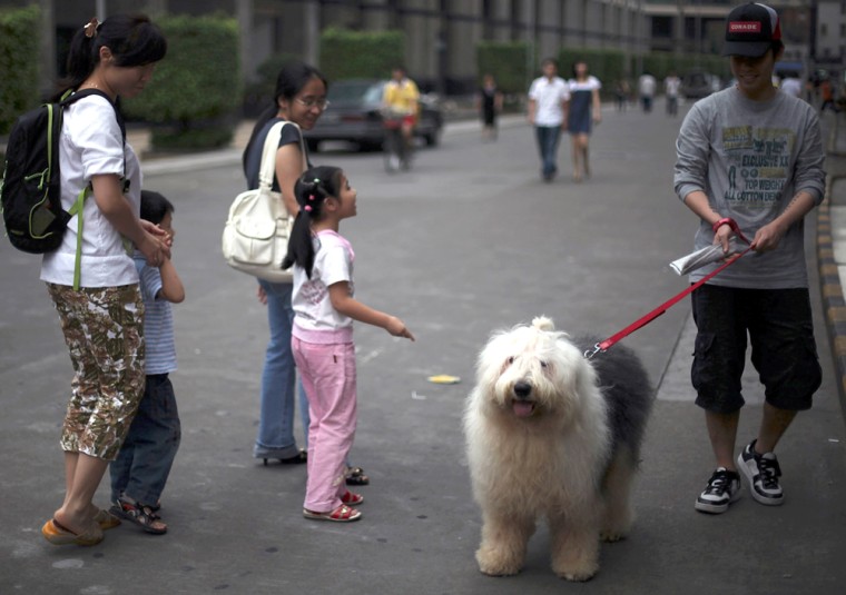 Image: China's one dog policy
