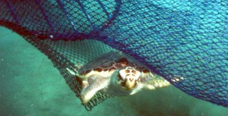 A loggerhead turtle escapes a trawl net equipped with an escape opening. Federal restrictions could be in place by 2010 that close fishing areas or require trawl nets to have devices that protect turtles and also certain fish.