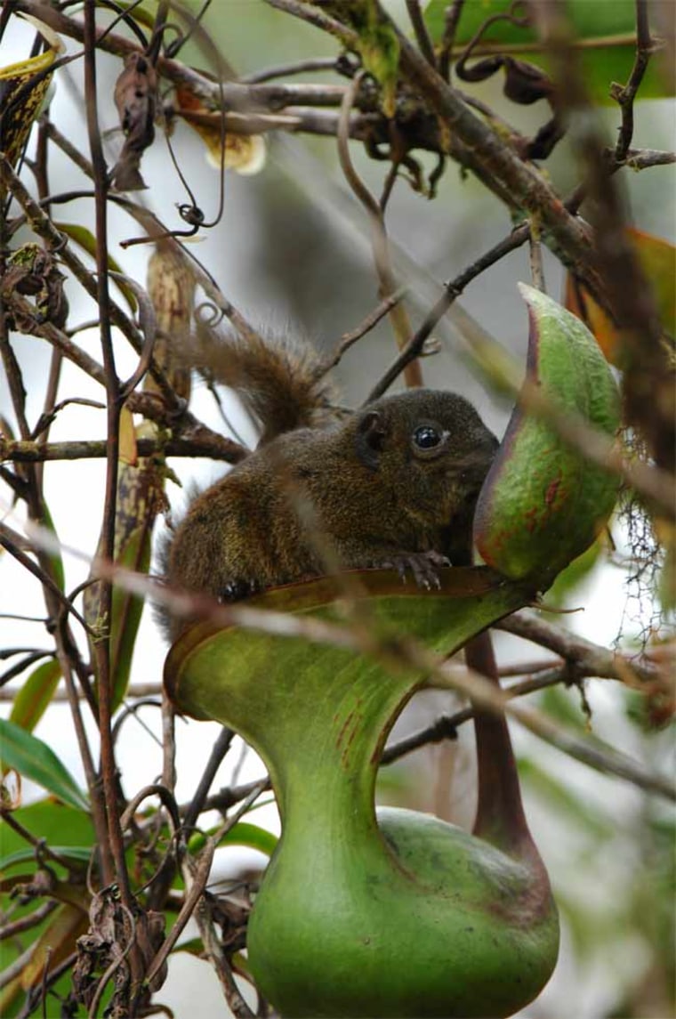 Pitcher plant doubles as toilet for tree shrews