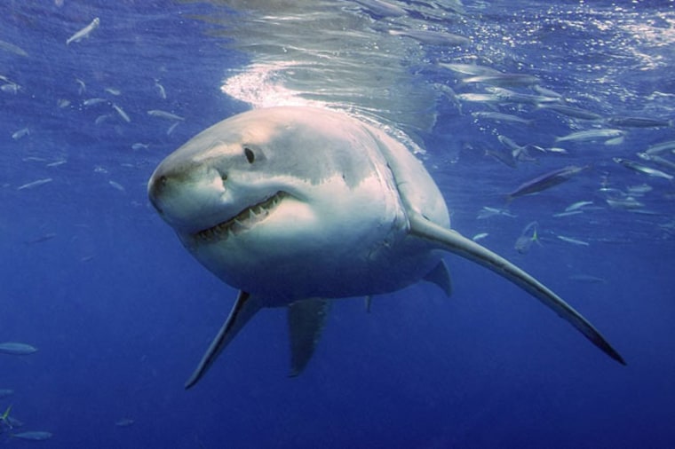 A great white shark cruises underwater in search of prey. 