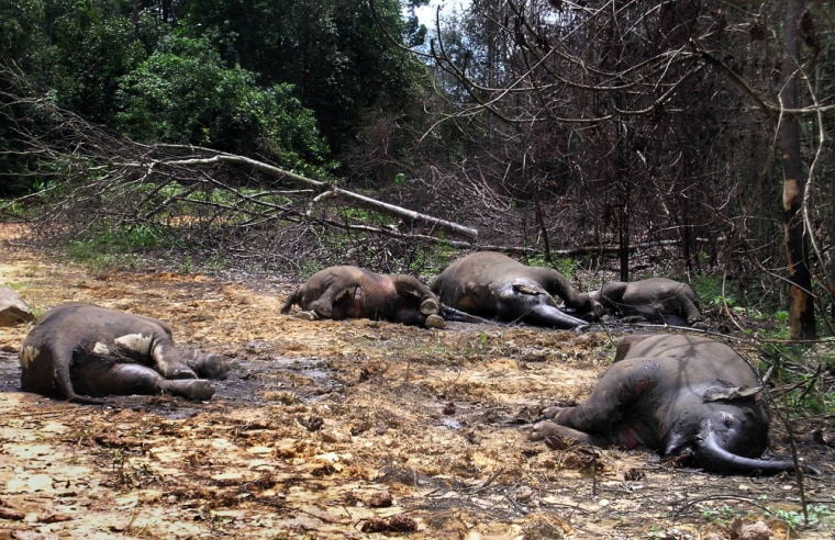 Image: Poisoned wild elephants